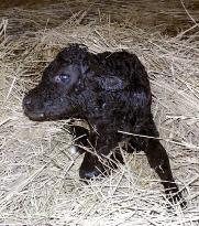 Cloned cow gives birth to female calf